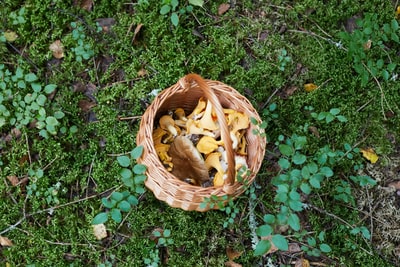 Tater-stuffed Mushrooms
