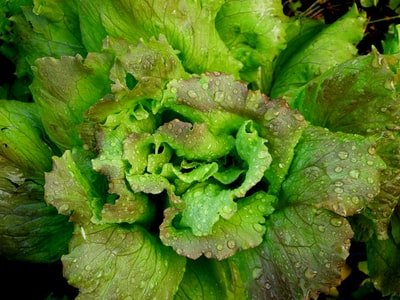 Dandelion And Lettuce Salad