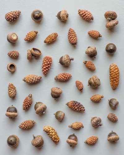 Acorns