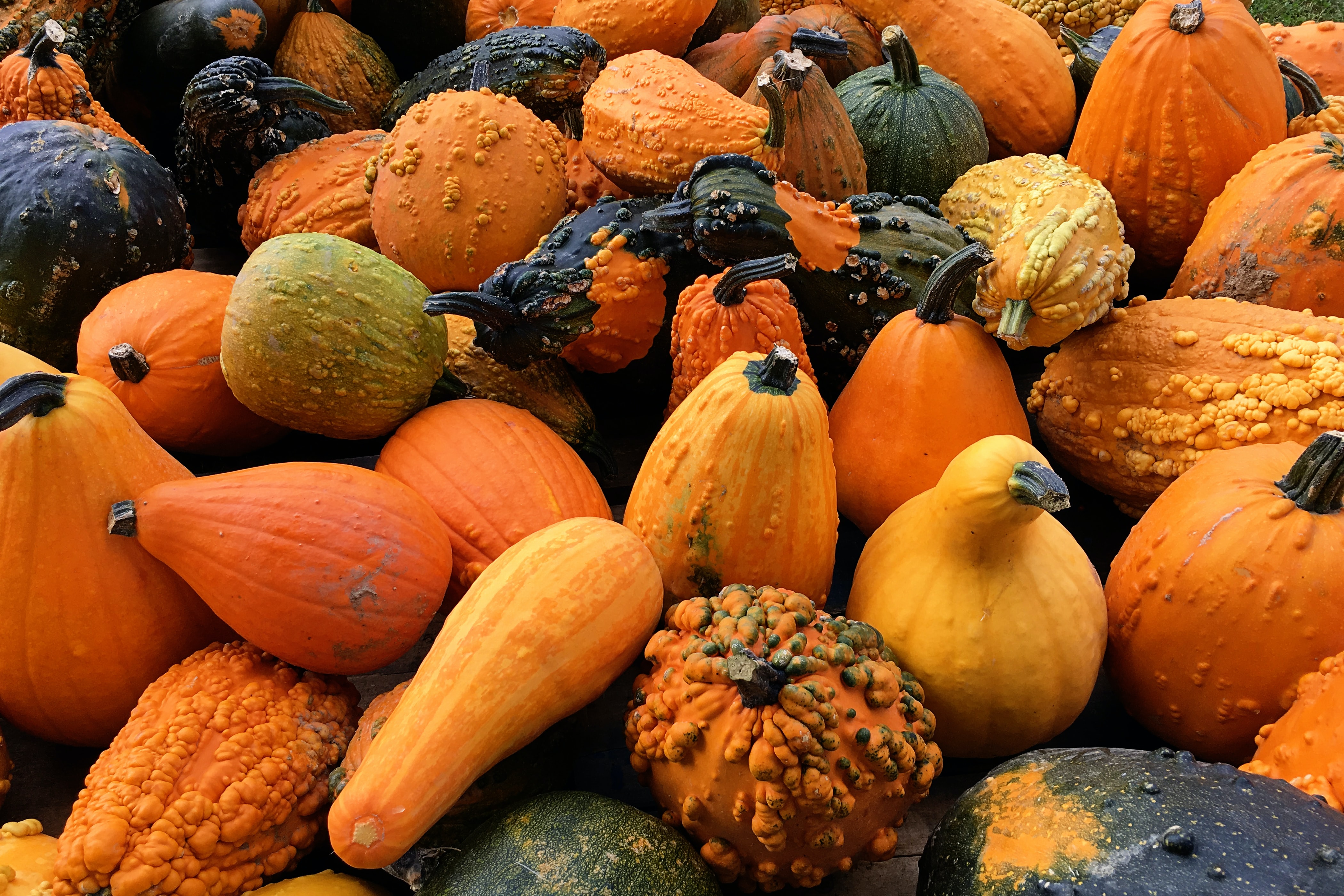 Nov-dinner: Squash Crescents