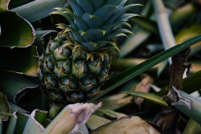 Pineapple Squash