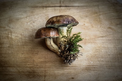 Mushrooms And Chestnuts